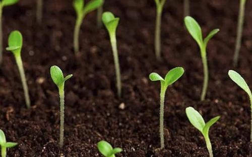 土壤分析仪 土壤分析仪